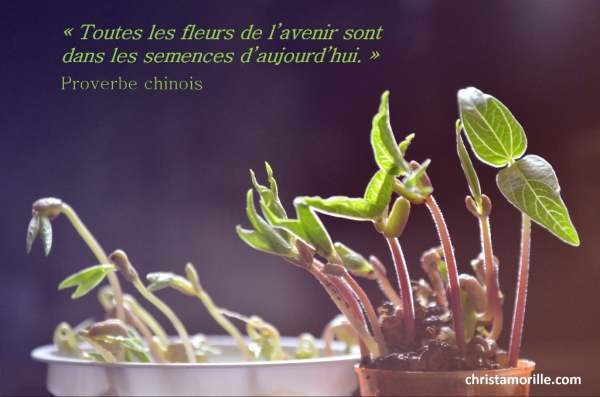 2015-11-30 Fleurs de l'avenir (1024x678)