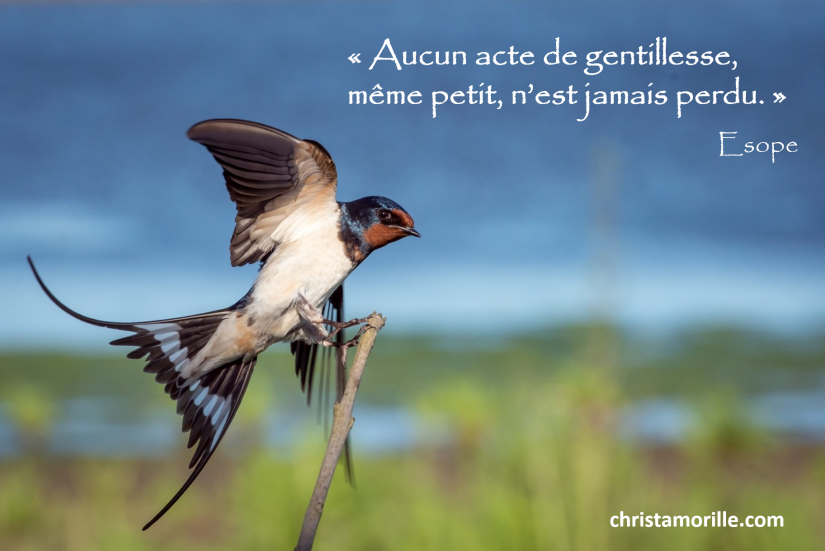 2016-11-02-aucun-acte-de-gentillesse-meme-petit-nest-jamais-perdu-esope